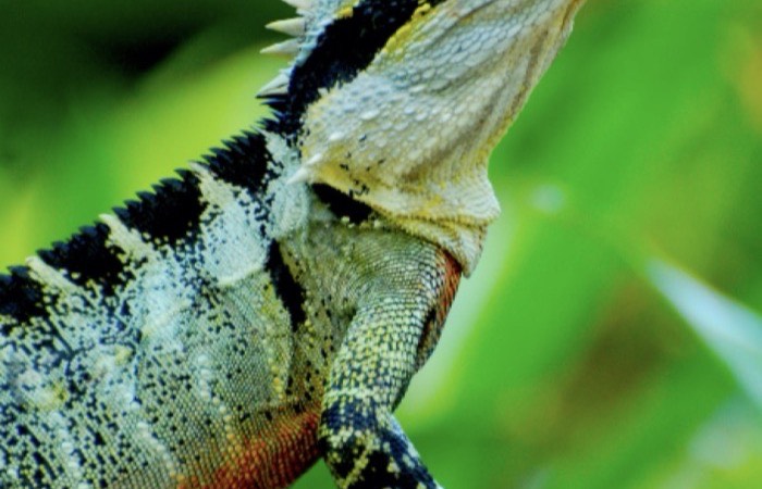 the reptilian brain