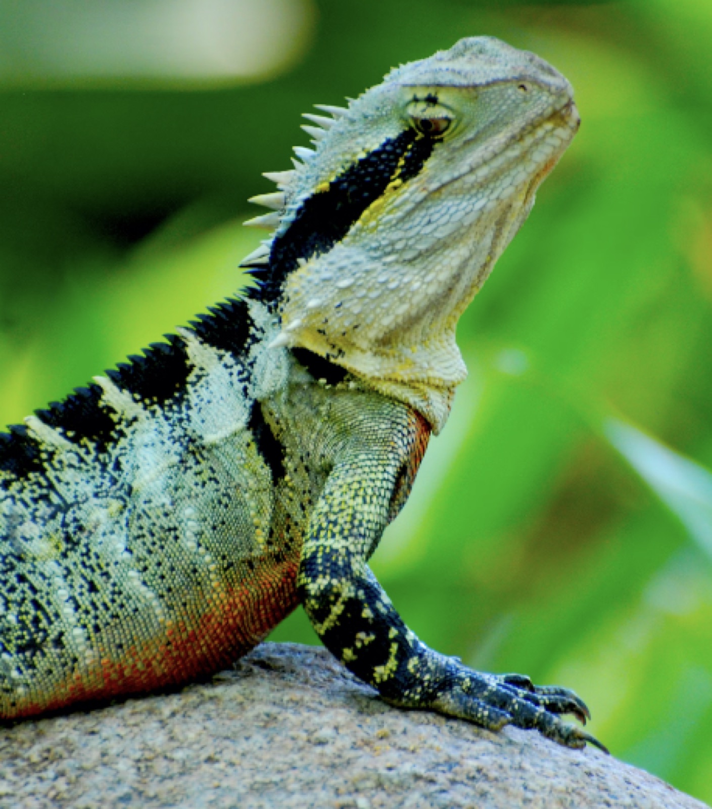 the reptilian brain