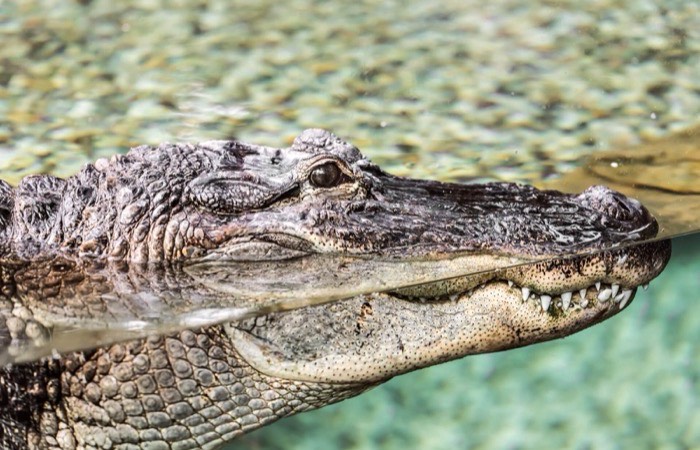 reptilian brain