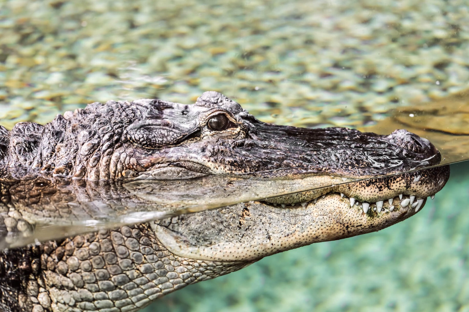 reptielenbrein